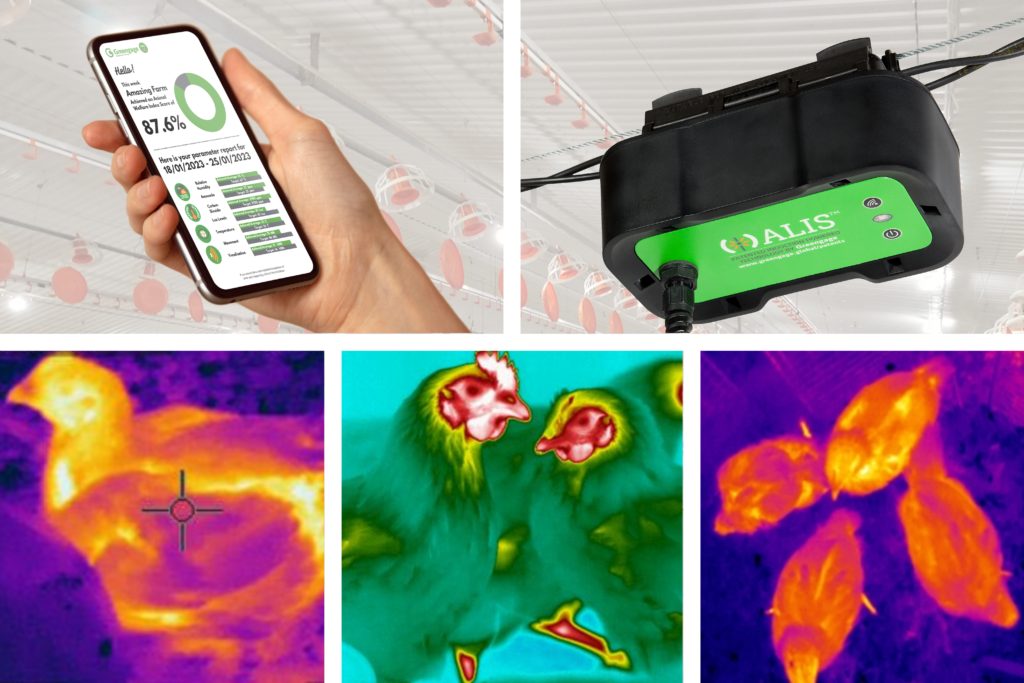Collage of 5 images on a backdrop of a faded photo of a poultry shed. Top row, left: hand holding a smartphone with an app displaying the conditions in a shed. Top row, right: Greengage ALIS sensor hanging from the ALIS induction cable. Bottom row, left: thermal image of a chicken showing a hotter head and cooler wings. Bottom row, middle: thermal images of several chickens highlighting the heat on their faces. Bottom row, right: thermal image of chickens shot from above, showing the outline of the chickens' bodies.