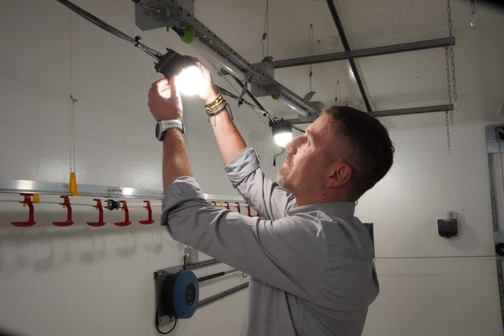 Photo of a man adjusting a lit Greengage ALIS light on the ALIS bus cable in poultry house with his bare hands, proving the electrical safety of the system