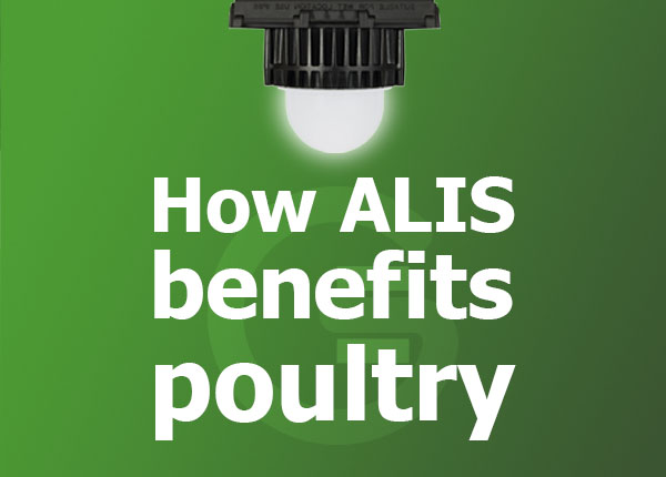 How LED lighting benefits poultry