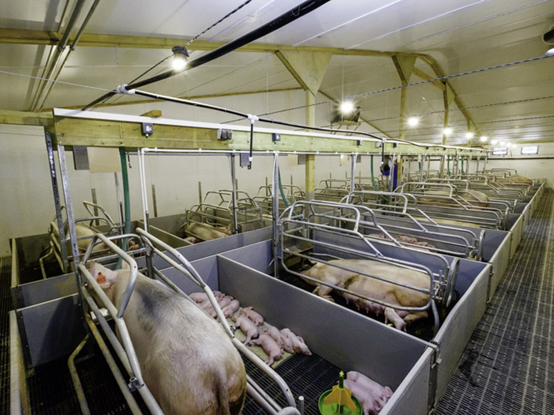 LED lighting and sensors for pig farming