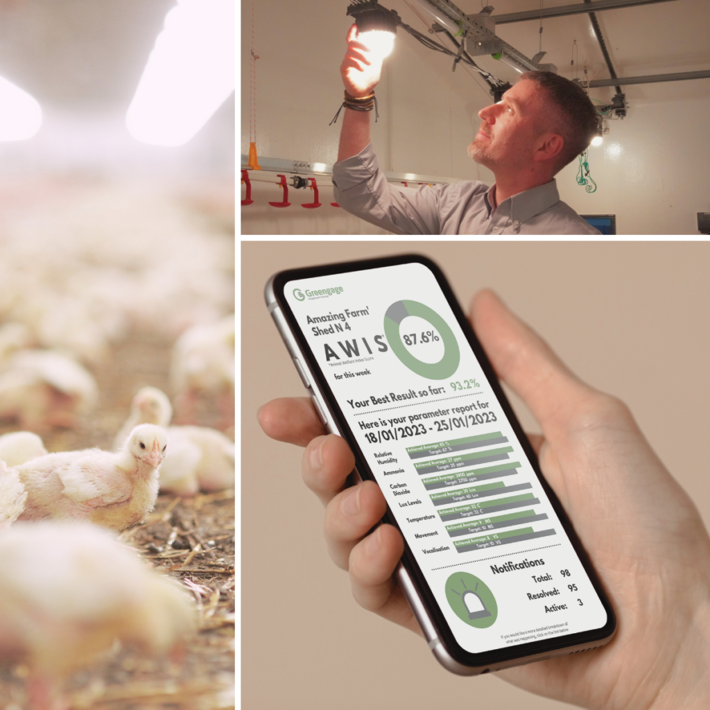 Collage of three images. Left image - photo of chickens in brightly lit shed. Right column, top image - man adjusting lit Greengage ALIS lightbulb on bus cable with his bare hands, proving the safety of the system. Right column, bottom image - smartphone in hand, image on screen - AWIS report with rundown of parameters in the shed.