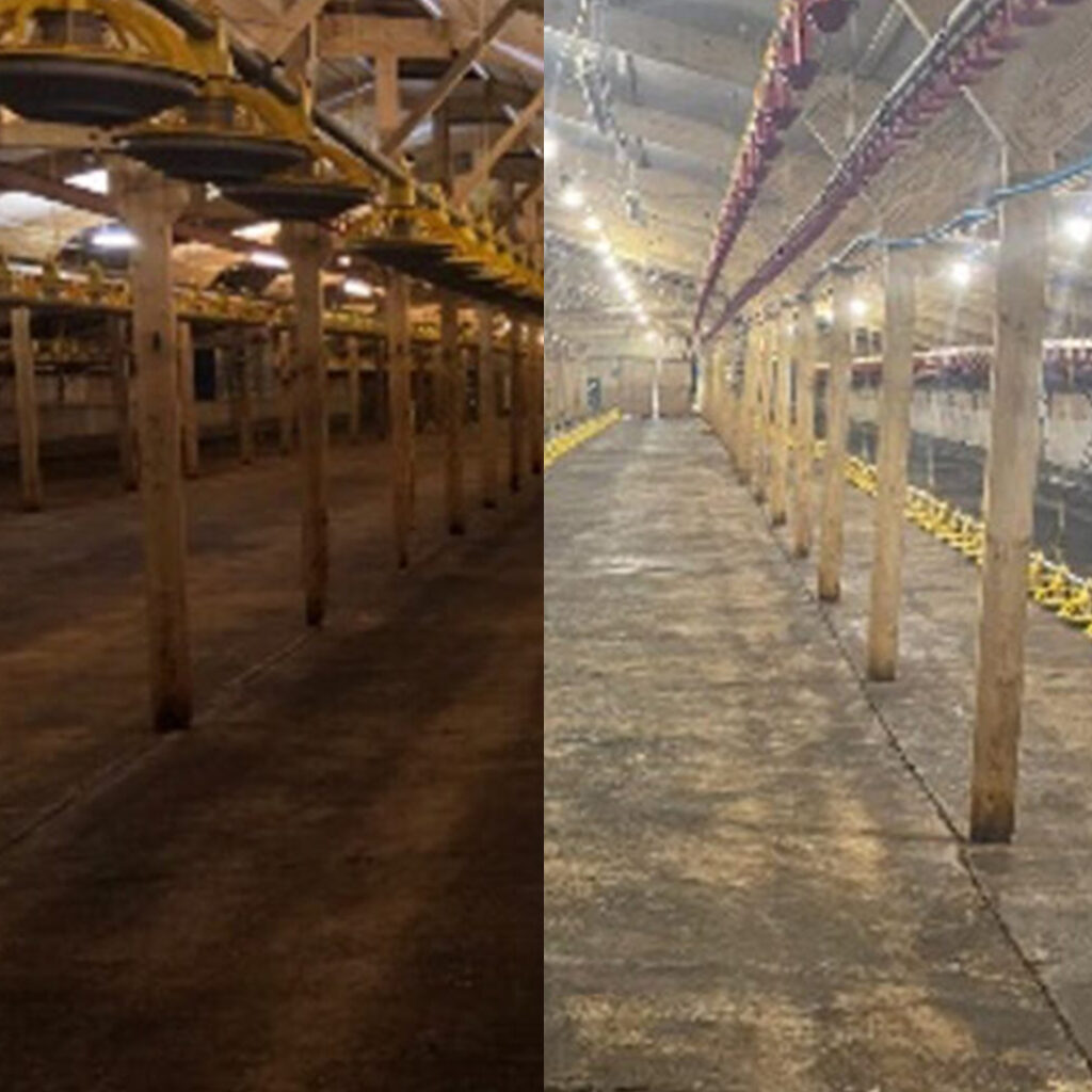 5 tips for better lighting in your poultry shed