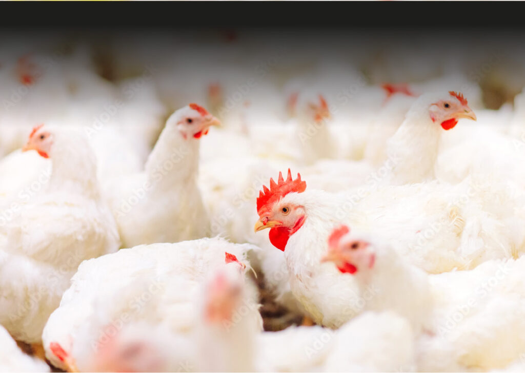 Present and Future Challenges for the Poultry Industry