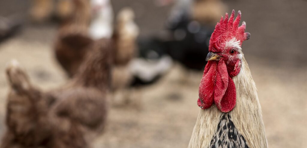 rooster with hens in the background