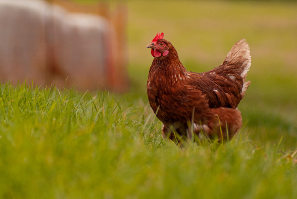 a chicken walking in a field