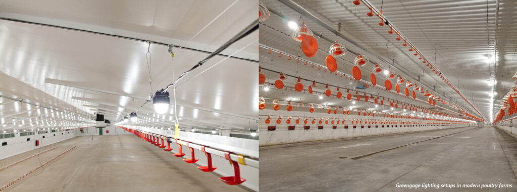 two photos of state of the art poultry shed with Greengage ALIS lighting