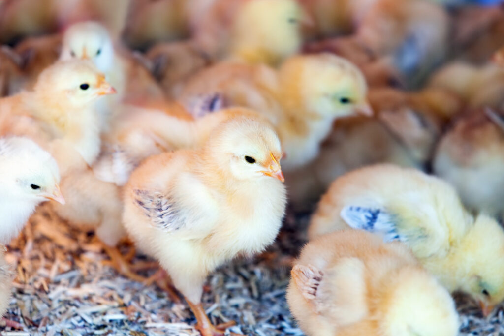 little chicks at a farm