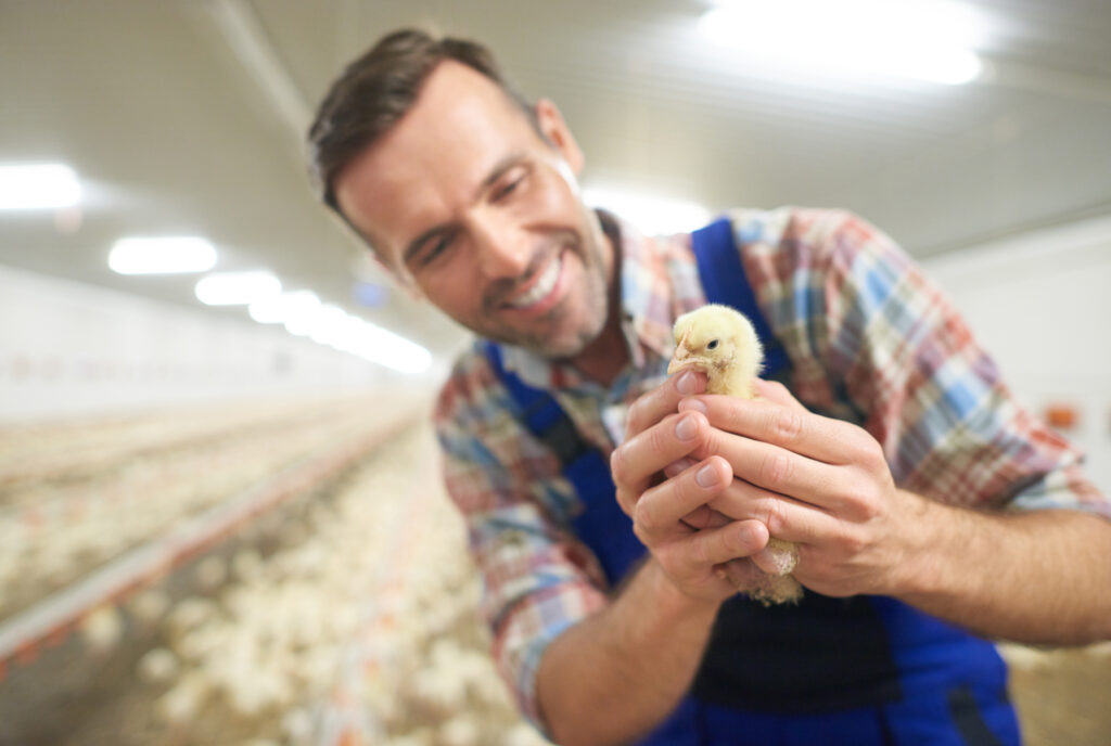 Farmer in modern broiler shed holding a day-old chick